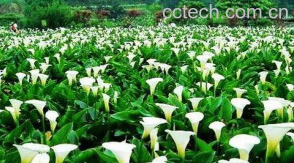 海芋的功效与作用 海芋怎么养-1