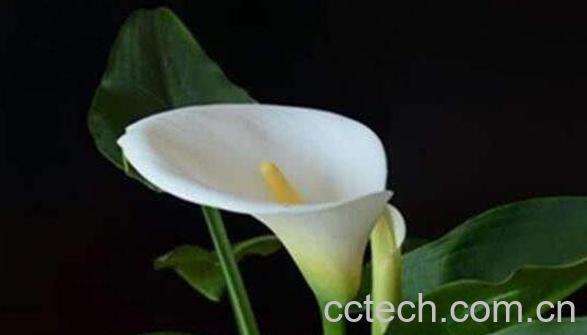 海芋的功效与作用 海芋怎么养-0