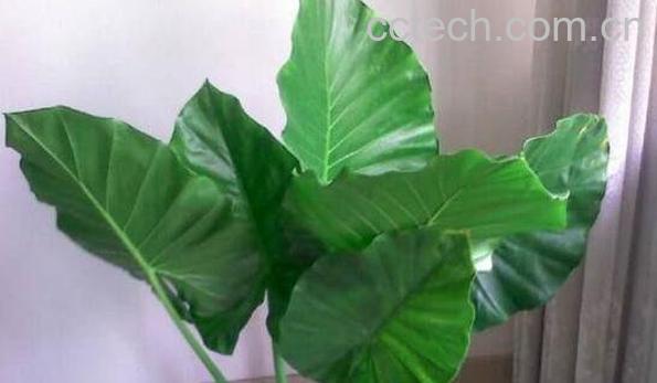 滴水观音和海芋花的区别-0