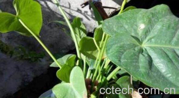 滴水观音和海芋花的区别-1