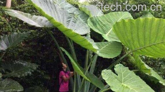 大野芋有毒吗 大野芋毒性如何解-0