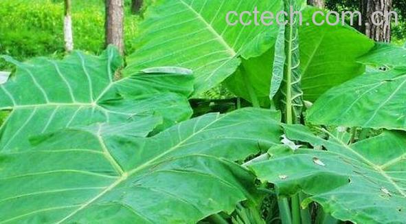 大野芋有毒吗 大野芋毒性如何解-1