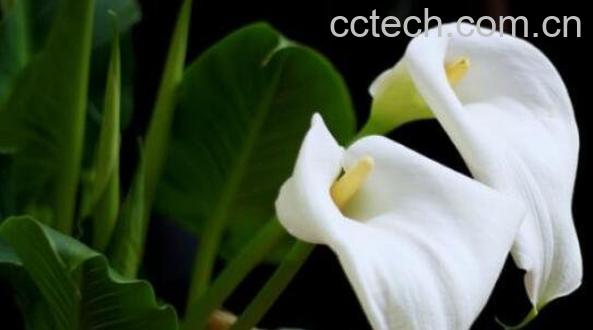 马蹄莲和海芋的区别-1