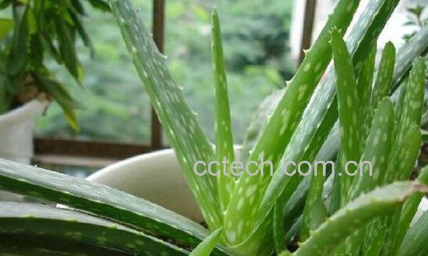 芦荟-1