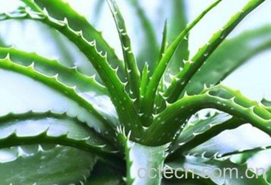 芦荟-1