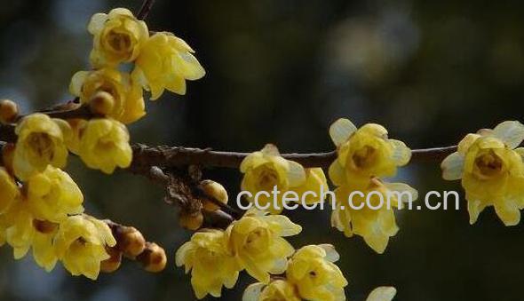 腊梅花的功效与作用 腊梅花泡水喝的功效-0