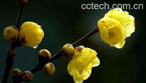 腊梅花的功效与作用 腊梅花泡水喝的功效-1