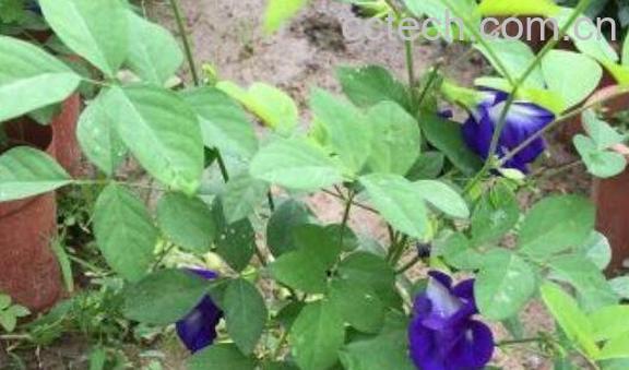 蓝蝴蝶花怎么养 蓝蝴蝶花的养殖方法技巧教程-1