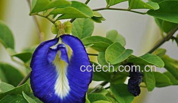 蓝蝴蝶花怎么养 蓝蝴蝶花的养殖方法技巧教程-0