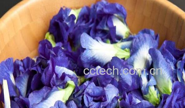 蝶豆花的功效与作用 蝶豆花不适合什么人吃-1