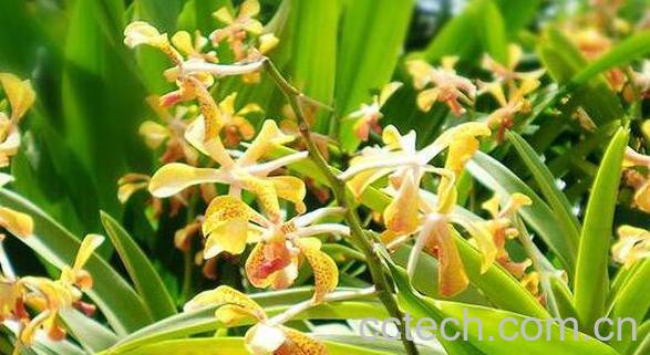 依兰纯露的功效与作用-1