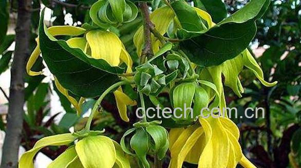 依兰纯露的功效与作用-0