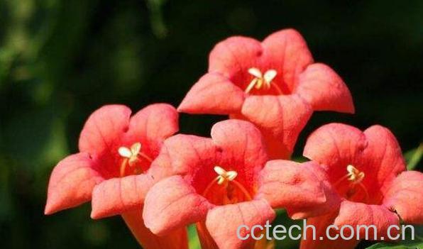 凌霄花的功效与作用 凌霄花的副作用-0