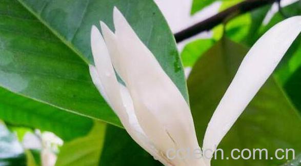 白兰花的功效与作用 白兰花的副作用-0
