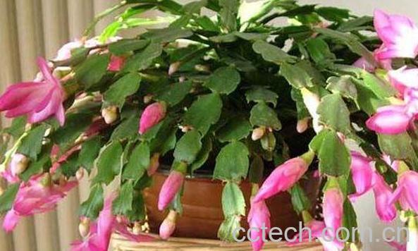 蟹爪兰花的功效与作用 蟹爪兰花泡水喝的功效-0