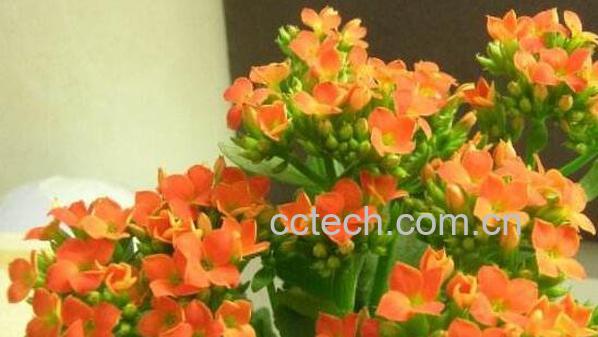 长寿花的功效与作用 长寿花对风水的影响-0