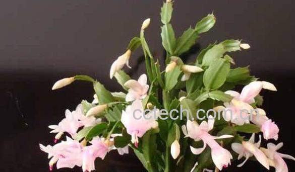 蟹爪兰花的功效与作用 蟹爪兰花泡水喝的功效-1