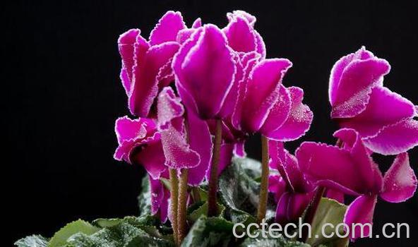 仙客来的药用价值 仙客来的副作用-0