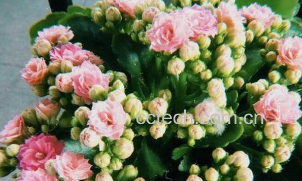 长寿花的功效与作用 长寿花对风水的影响-1