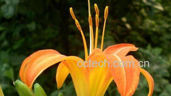 萱草花的功效与作用 萱草花的花语是什么-0