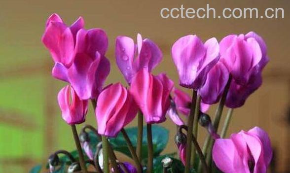 仙客来的药用价值 仙客来的副作用-1