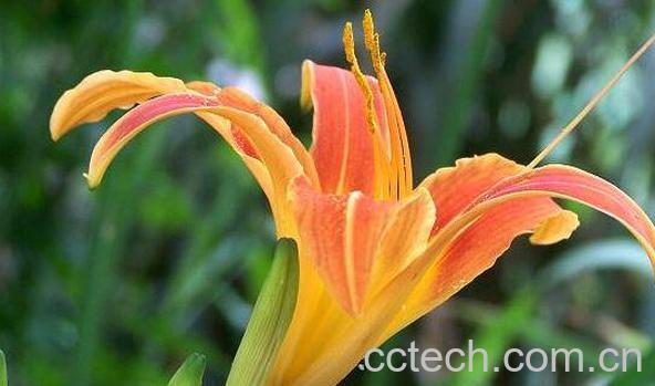 萱草花的功效与作用 萱草花的花语是什么-1