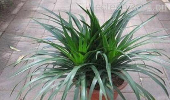 龙须树和龙血树的区别 龙须树怎么养-0