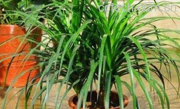 龙须树和龙血树的区别 龙须树怎么养-1