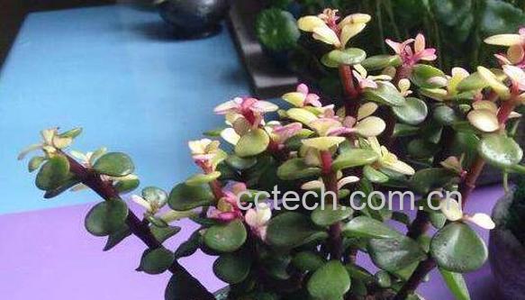 金枝玉叶有什么功效 金枝玉叶的功效与作用-0