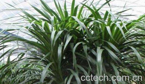 龙须树的功效与作用 什么属相不能养龙须树-0