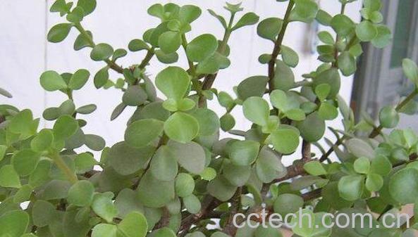 金枝玉叶有什么功效 金枝玉叶的功效与作用-1