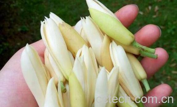 白兰花泡水的功效 白兰花如何泡水-1