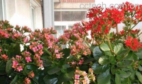 家里千万不能养的6种花-0