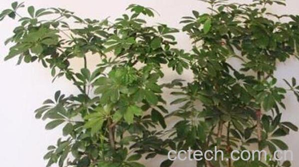招财树的功效与作用 招财树放家里面作用-0