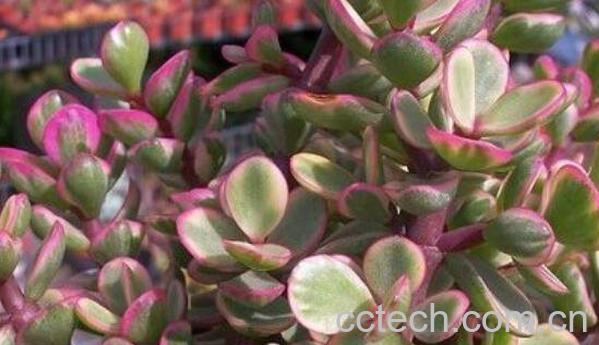 雅乐之舞的作用与功效 雅乐之舞净化空气吗-0