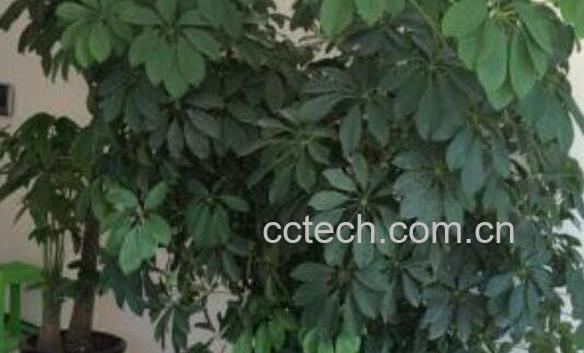 招财树的功效与作用 招财树放家里面作用-1