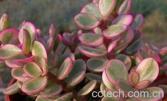 雅乐之舞的作用与功效 雅乐之舞净化空气吗-1