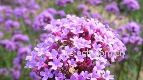 薰衣草花的功效与作用-1