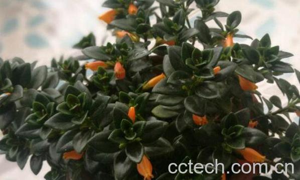 金鱼吊兰的功效与作用-1