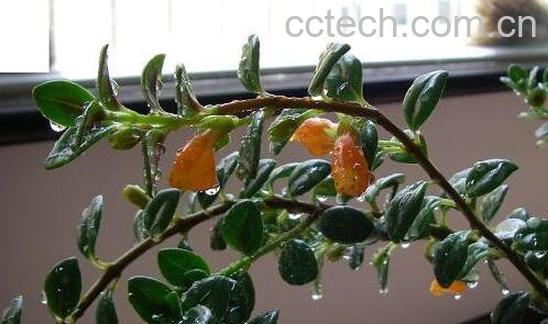 金鱼吊兰的功效与作用-0