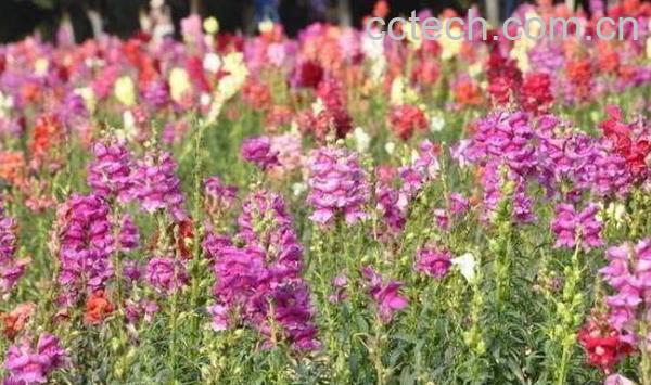 金鱼草的功效与作用 金鱼草的药用价值-1