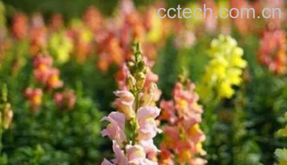 金鱼草怎么养殖方法 金鱼草怎么修剪-1