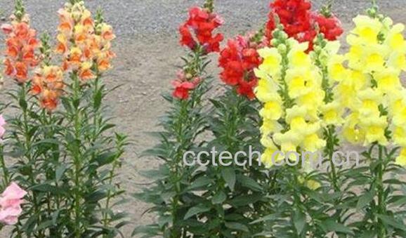 金鱼草怎么养殖方法 金鱼草怎么修剪-0