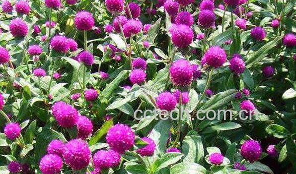  千日红的功效与作用 千日红的副作用-0