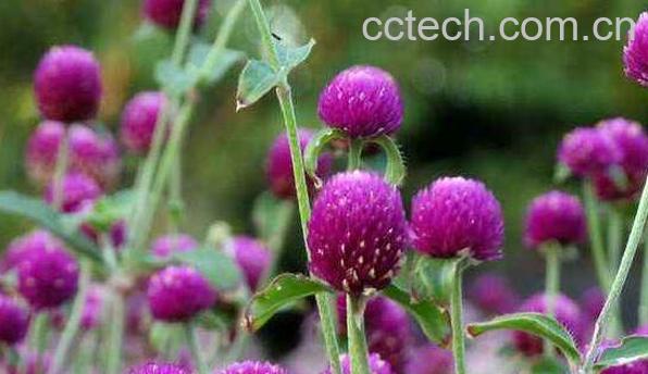  千日红的功效与作用 千日红的副作用-1