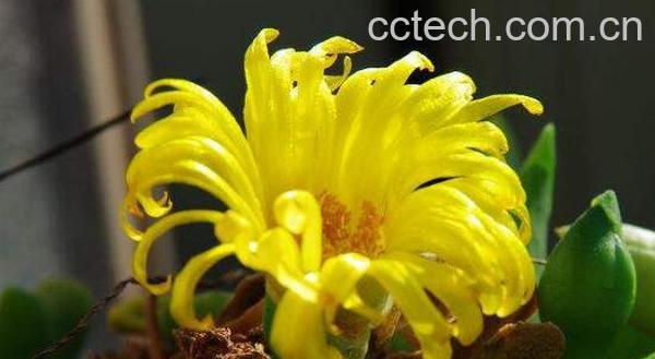 佛手花的功效与作用 佛手花的副作用-1