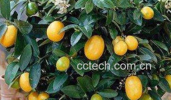 金桔树怎么养 金桔树的养殖方法技巧-0