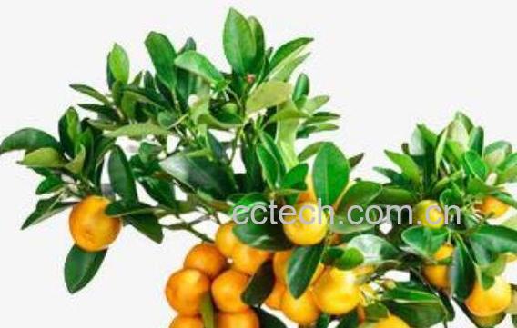 金桔树怎么养 金桔树的养殖方法技巧-1