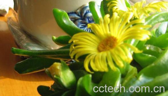 佛手花如何养 佛手花的家庭养殖方法-0