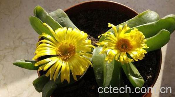 佛手花如何养 佛手花的家庭养殖方法-1